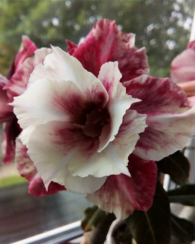 Crimson Pearl | Triple Petal Crimson Pearl White Grafted Adenium Plant - Desert Rose Bonsai | Adenium Obesum | Outdoor Flowering Plant