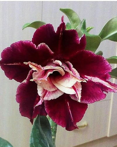 Crimson Gold | Triple Petal Crimson Golden Grafted Adenium Plant - Desert Rose Bonsai | Adenium Obesum | Outdoor Flowering Plant
