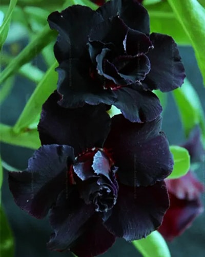 Desert Raven | Triple Black Grafted Adenium Plant - Desert Rose Bonsai | Adenium Obesum | Outdoor Flowering Plant