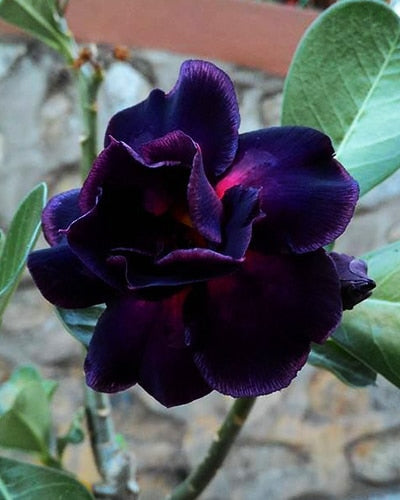 Purple Raven | Double Petal Dark Purple Red Grafted Adenium Plant - Desert Rose Bonsai | Adenium Obesum | Outdoor Flowering Plant