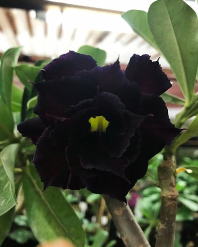 Black Panther | Triple Petal Black Grafted Adenium Plant - Desert Rose Bonsai | Adenium Obesum | Outdoor Flowering Plant