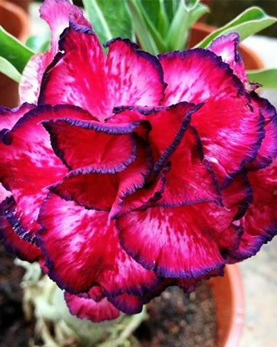 Berry Red | Triple Petal Red Black Grafted Adenium Plant - Desert Rose Bonsai | Adenium Obesum | Outdoor Flowering Plant