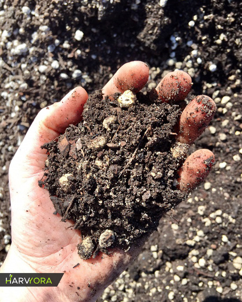 Adenium Energizer (.5kg) & Potting Mixture (.5Kg) Combo (CODE - AEPM5)