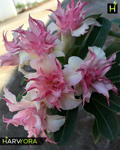 Rome | Double petal pink white Grafted Adenium Plant - Desert Rose Bonsai | Adenium Obesum | Outdoor Flowering Plant