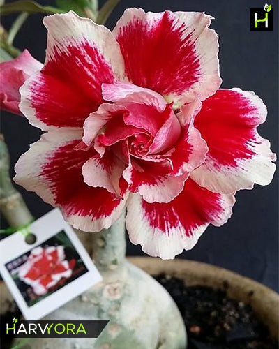Santa Claus | Double Petal Red White Grafted Adenium Plant - Desert Rose Bonsai | Adenium Obesum | Outdoor Flowering Plant