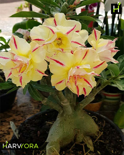 Summer Candy | Triple petal yellow red Grafted Adenium Plant - Desert Rose Bonsai | Adenium Obesum | Outdoor Flowering Plant
