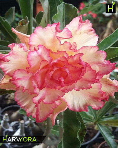 Triple Shower | Triple petal yellow rose Grafted Adenium Plant - Desert Rose Bonsai | Adenium Obesum | Outdoor Flowering Plant