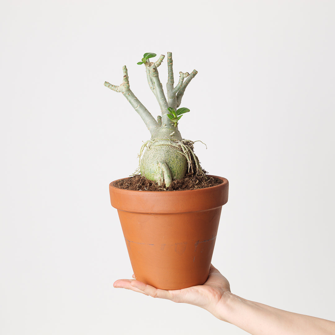 Bare Root Adenium Plants