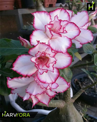 Double petal Adenium Plants