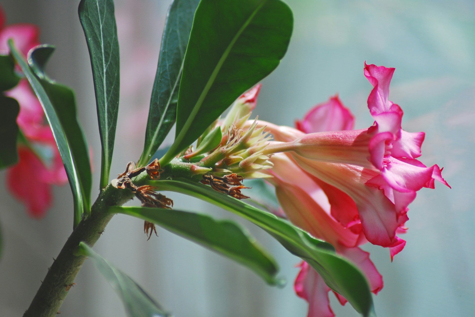 Buy Adenium Plants Online Tripura, UPTO 70% OFF