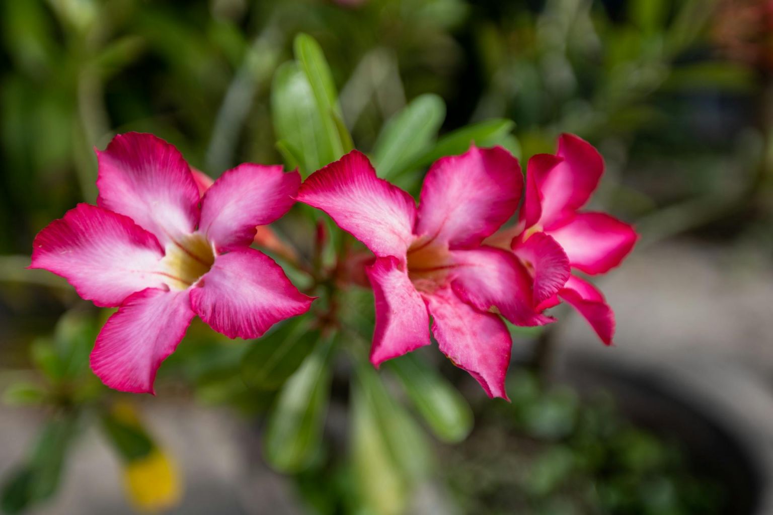 Potted Desert Rose