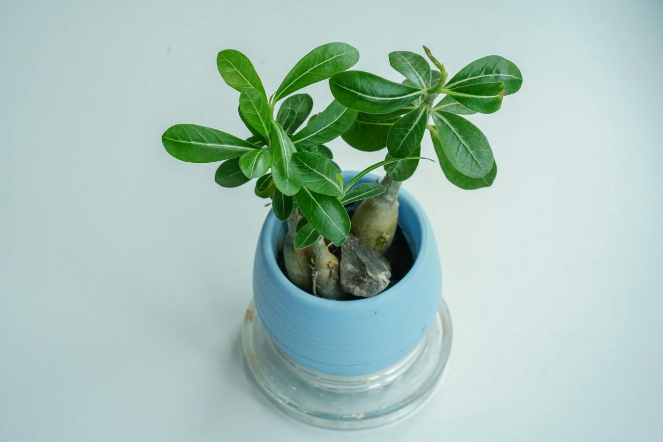 Buy Adenium Plants Online Meghalaya, UPTO 70% OFF