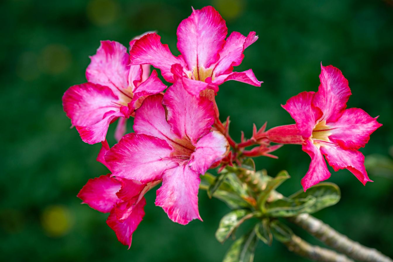 Buy Adenium Plants Online India