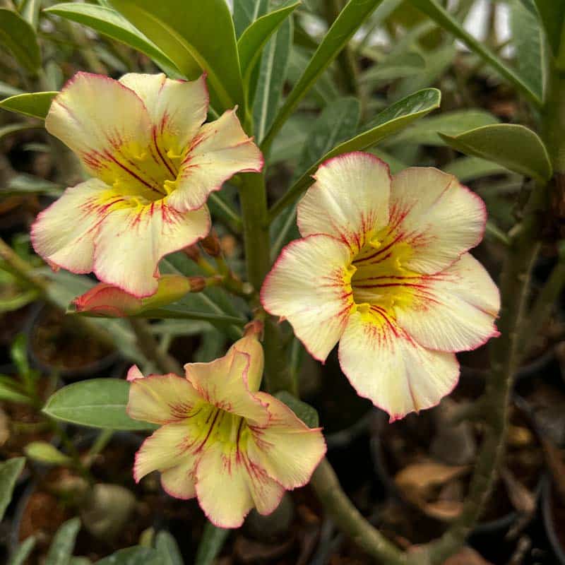 Springle Yellow Red Line ( Single Petal Yellow Adenium Bonsai Desert Rose Plant )[Code-HMDRR]