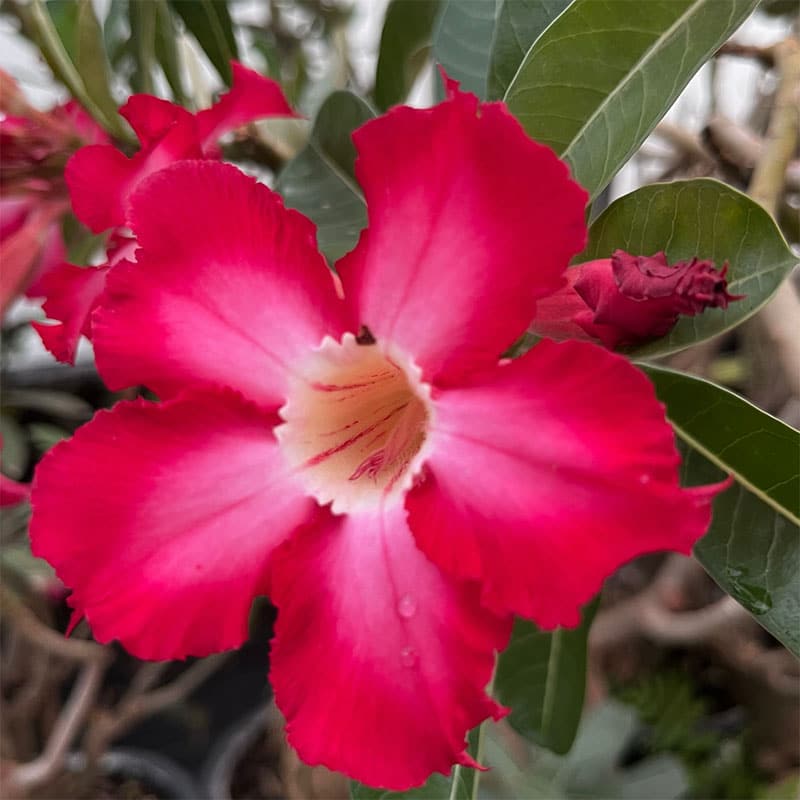 Redhite ( Single petal red Adenium Bonsai Desert Rose Plant )[code-HMDRR]