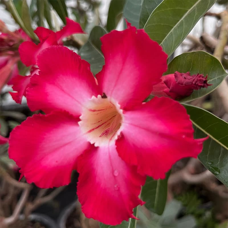 Redhite | Single petal red Adenium Bonsai Grafted Adenium Plant - Desert Rose Bonsai | Adenium Obesum | Outdoor Flowering Plant