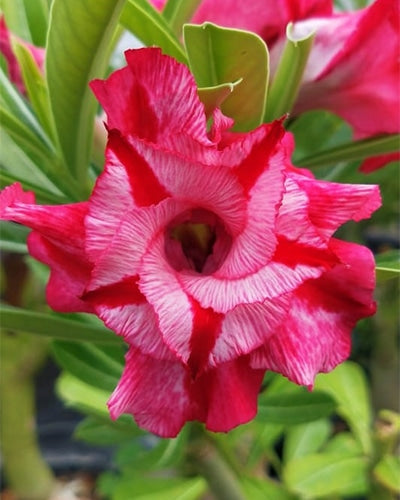 Star Whirl | Double Petal Tricolor Grafted Adenium Plant - Desert Rose Bonsai | Adenium Obesum | Outdoor Flowering Plant