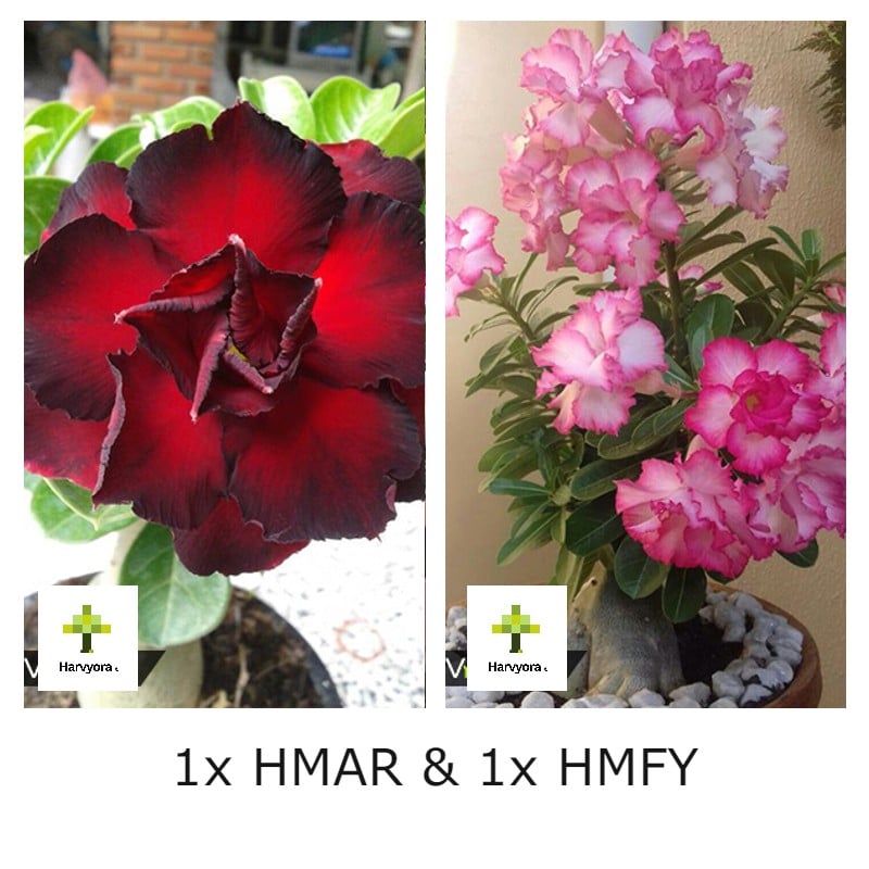 Adenium Combo - HMAR and HMFY (HMCO111)