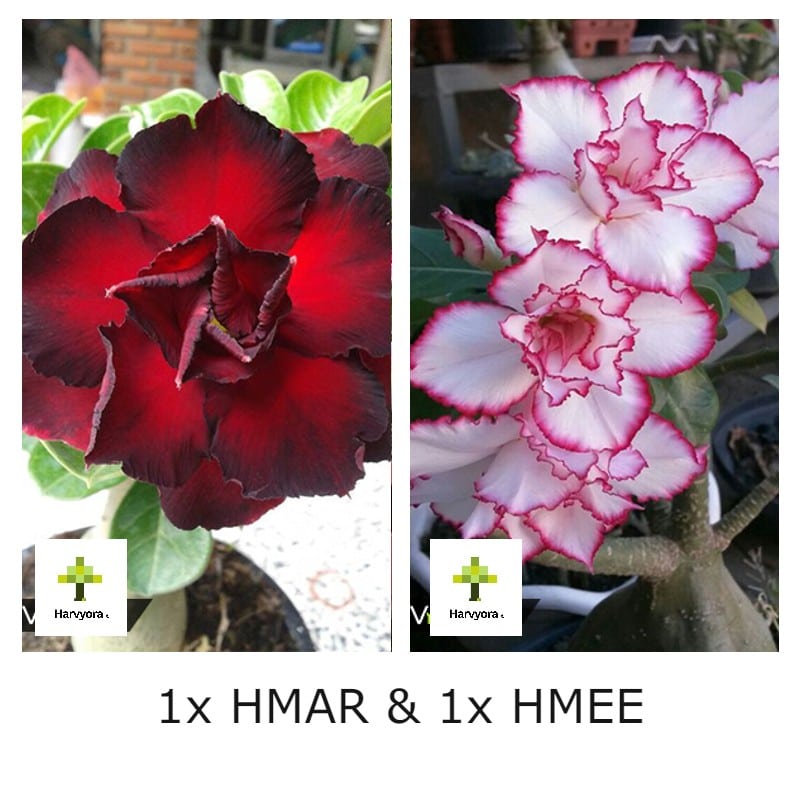 Adenium Combo - HMAR and HMEE