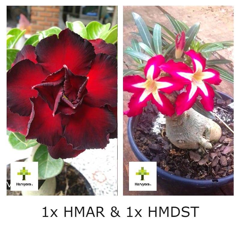 Adenium Combo - HMAR and HMDST