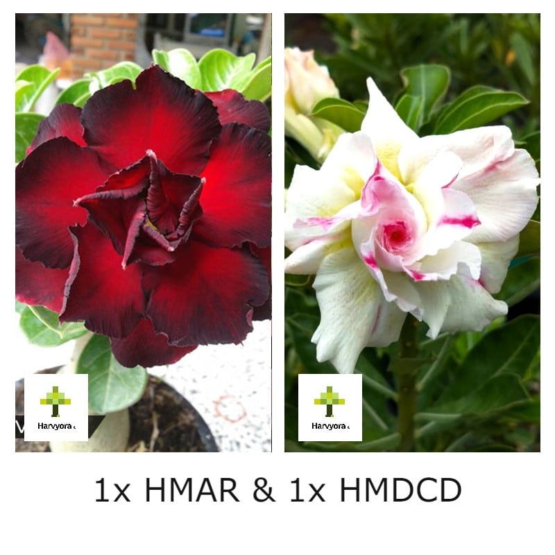Adenium Combo - HMAR and HMDCD