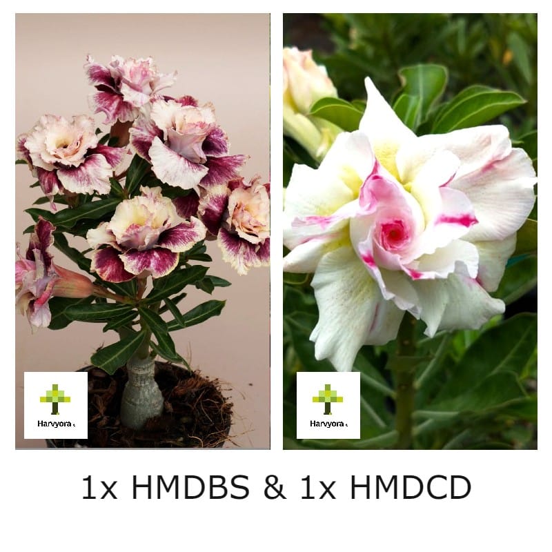 Adenium Combo - HMDBS and HMDCD