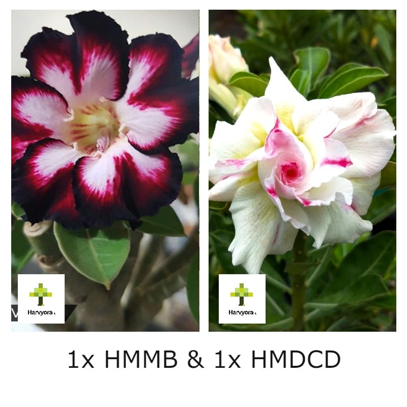 Adenium Combo - HMMB and HMDCD