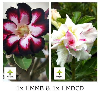 Adenium Combo - HMMB and HMDCD (HMCO116)