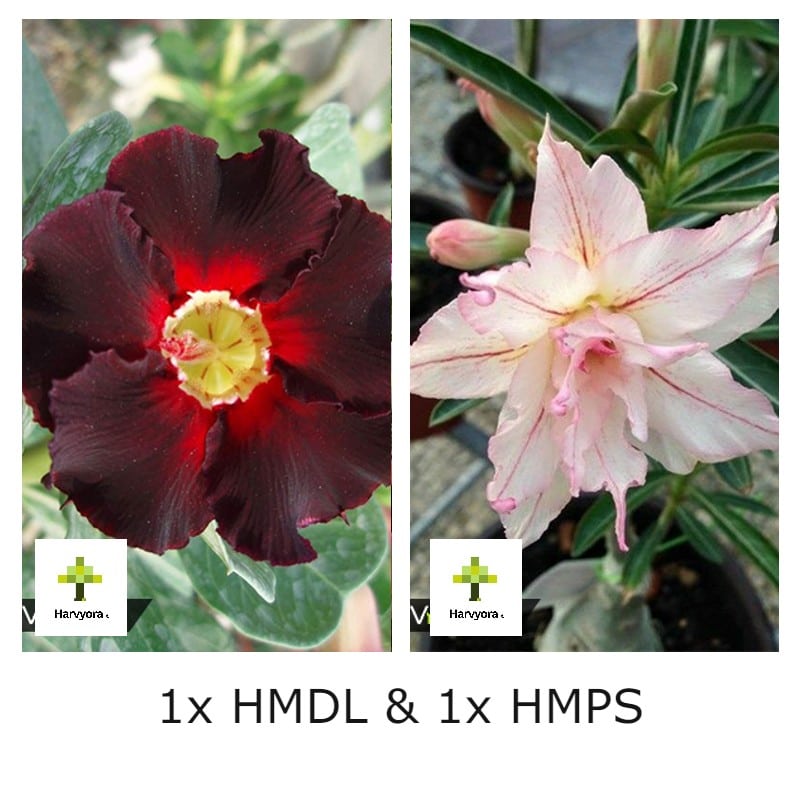 Adenium Combo - HMDL and HMPS (HMCO118)