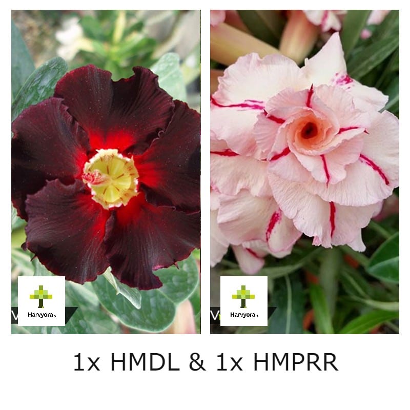 Adenium Combo - HMDL and HMPRR (HMCO119)