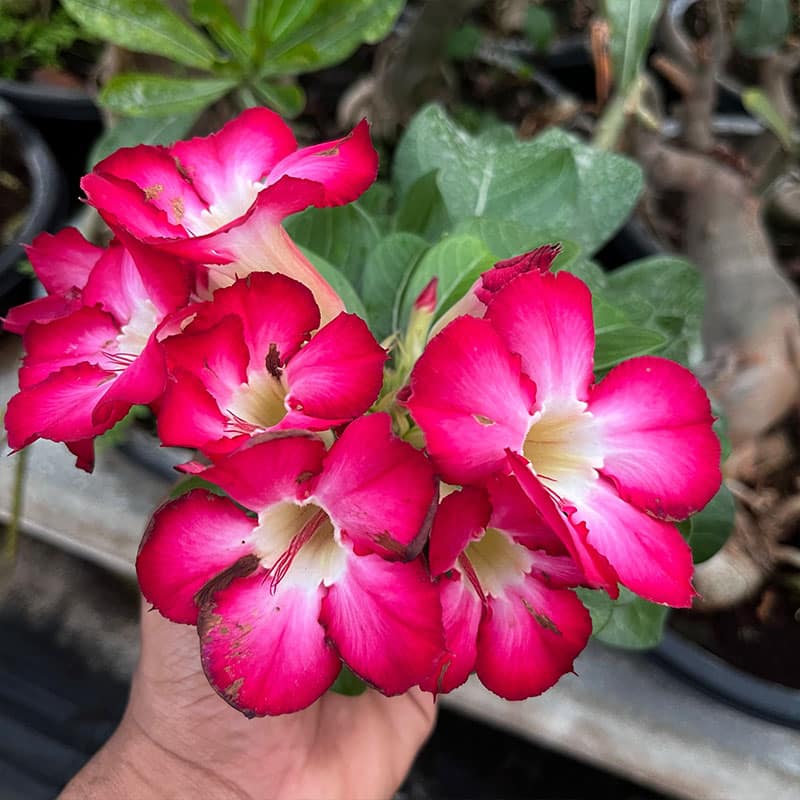 Jelly Boat | Single Petal Rose Grafted Adenium Plant - Desert Rose Bonsai | Adenium Obesum | Outdoor Flowering Plant