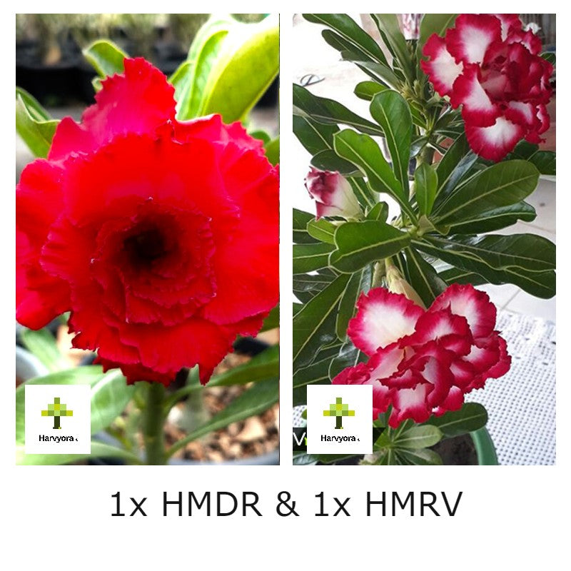 Adenium Combo - HMDR and HMRV