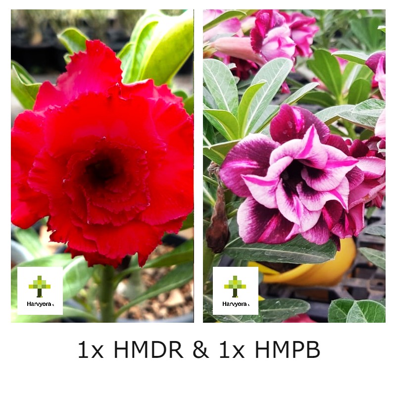 Adenium Combo - HMDR and HMPB (HMCO125)