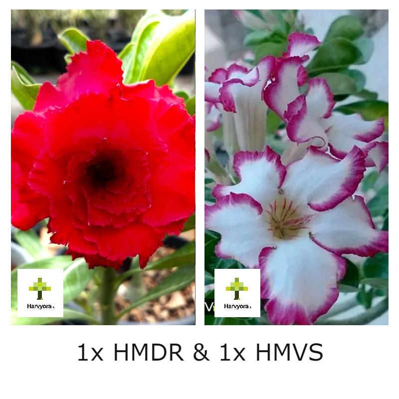 Adenium Combo - HMDR and HMVS (HMCO126)