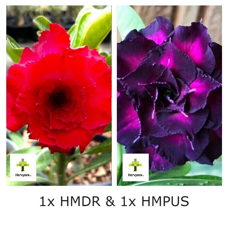 Adenium Combo - HMDR and HMPUS