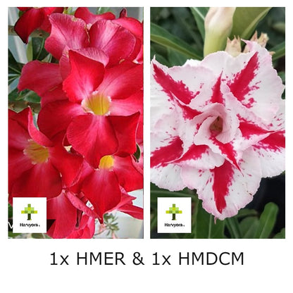 Adenium Combo - HMER and HMDCM (HMCO129)