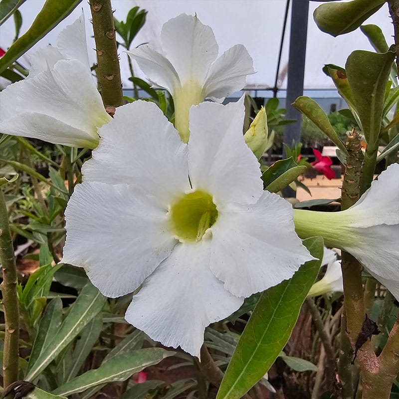White Angel | Single Petal White Adenium Bonsai Grafted Adenium Plant - Desert Rose Bonsai | Adenium Obesum | Outdoor Flowering Plant