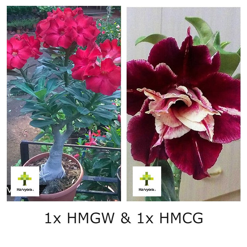 Adenium Combo - HMGW and HMCG (HMCO130)