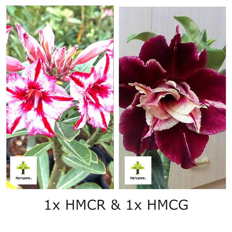 Adenium Combo - HMGW and HMCG