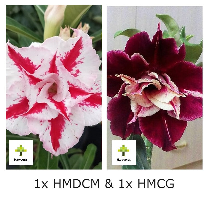 Adenium Combo - HMDCM and HMCG (HMCO132)