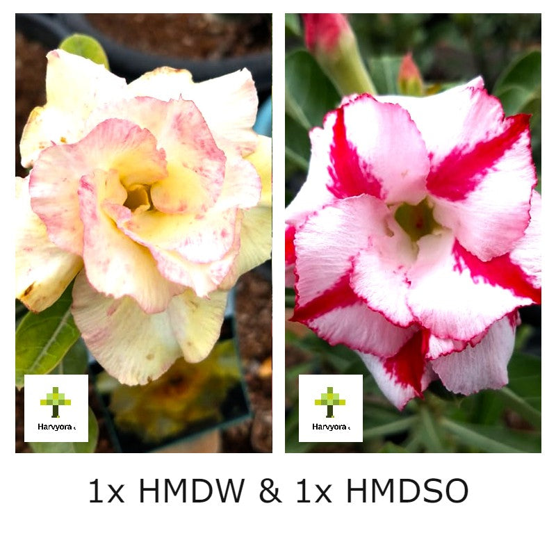 Adenium Combo - HMDW and HMDSO