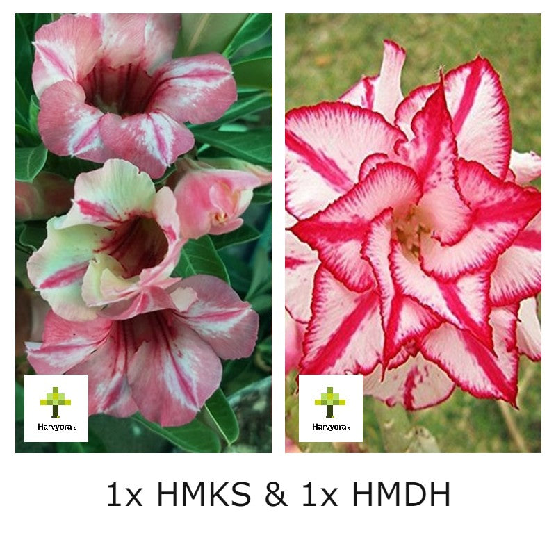 Adenium Combo - HMKS and HMDH