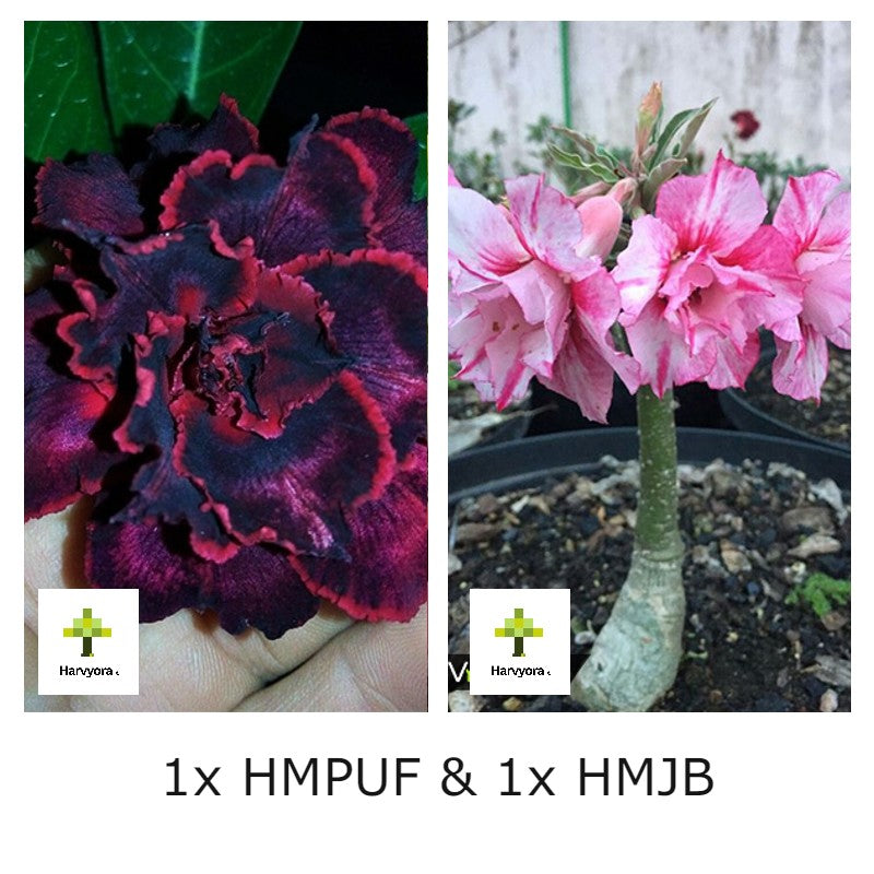 Adenium Combo - HMPUF and HMJB