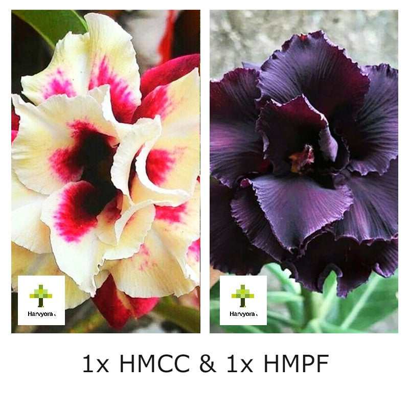 Adenium Combo - HMCC and HMPF (HMCO136)