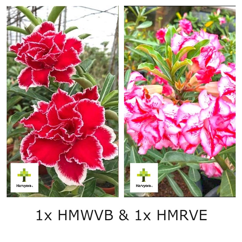 Adenium Combo - HMWVB and HMWV (HMCO137)