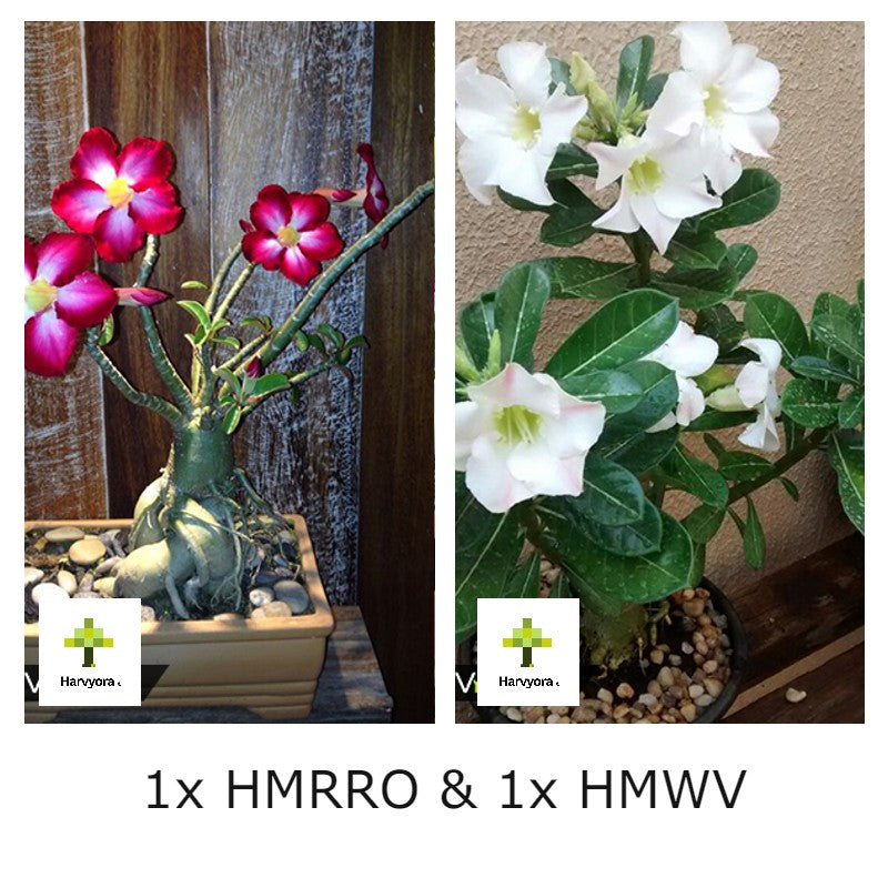 Adenium Combo - HMRRO and HMWV (HMCO138)