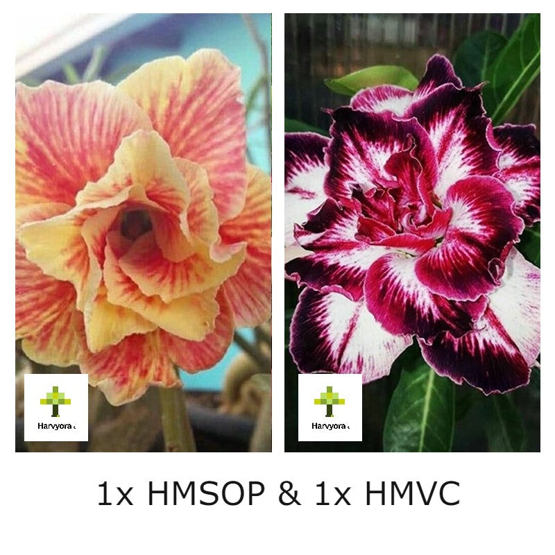 Adenium Combo - HMSOP and HMVC