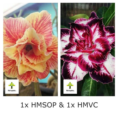 Adenium Combo - HMSOP and HMVC (HMCO139)