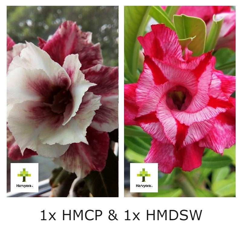 Adenium Combo - HMCP and HMDSW