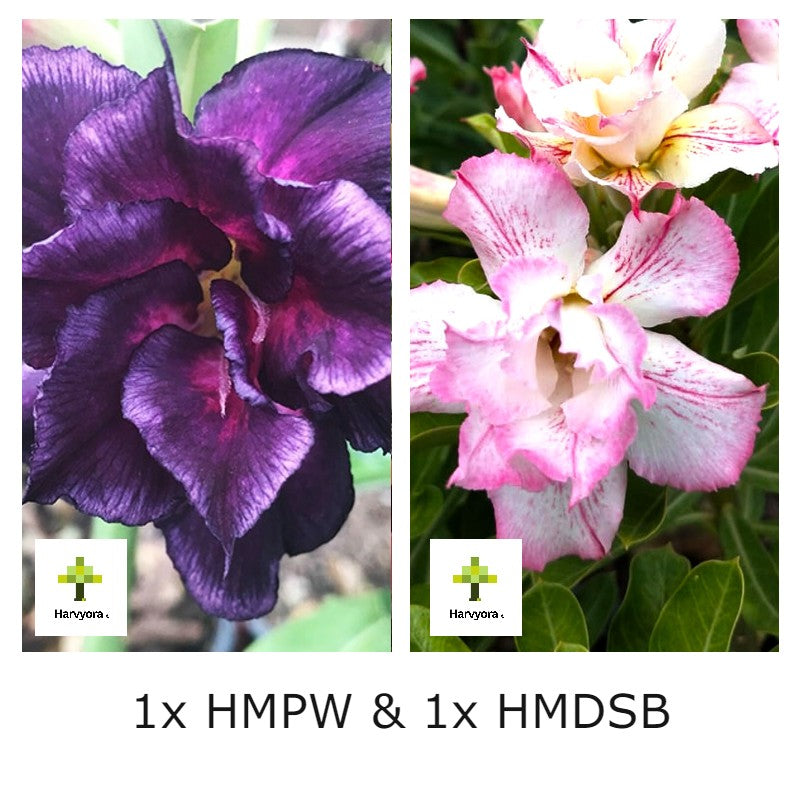 Adenium Combo - HMPW and HMDSB